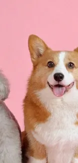 Adorable corgi and poodle on a pink background wallpaper.