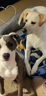 Two cute dogs with a heart design on a cozy blanket.