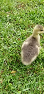 Adorable duckling in lush green grass wallpaper.