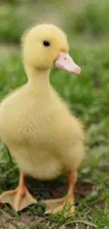 Yellow duckling standing on green grass.