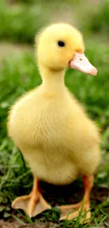 Adorable yellow duckling on green grass.