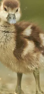 Cute duckling on a serene nature background.