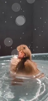 Adorable duckling floating on water with a dark background.