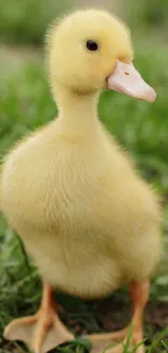 Yellow duckling standing on vibrant green grass background.