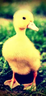 Adorable fluffy duckling on grass mobile wallpaper.