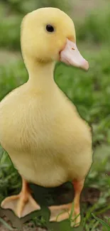 Adorable yellow duckling on green grass background.