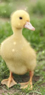 Fluffy yellow duckling standing on grass.