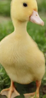 Adorable yellow duckling standing on green grass.