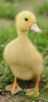 Cute yellow duckling standing in green grass.