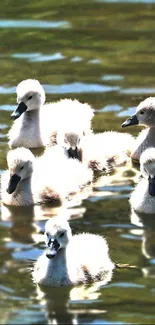 Cute fluffy ducklings swimming in tranquil water.