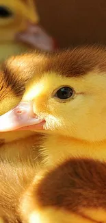 Adorable ducklings basking in sunlight.