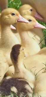 Adorable ducklings nestled in green grass, capturing nature's charm.