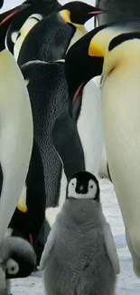 Adorable emperor penguin with family in icy Antarctic setting.