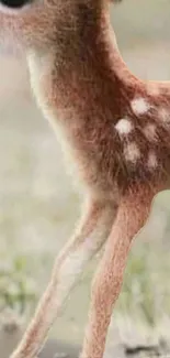 Adorable fawn standing in natural grassy area.