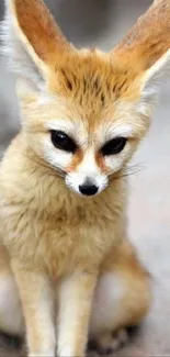 Adorable fennec fox sitting with large ears.