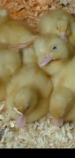 Adorable fluffy baby ducks resting together on soft bedding.