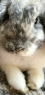 Adorable gray and white bunny on carpet.