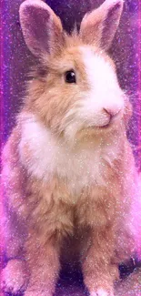 Adorable fluffy brown and white bunny sitting with ears perked up.