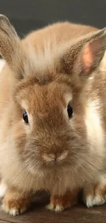 Adorable fluffy bunny with soft brown fur and big ears in a high-resolution image.