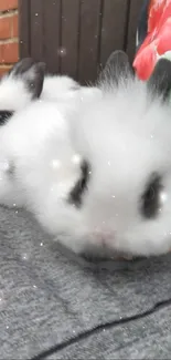 Adorable fluffy bunny with sparkling accents in a white and soft background.