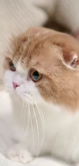 Close-up of a fluffy orange and white cat with expressive eyes.