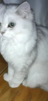 Adorable fluffy cat on a wooden floor with white fur and curious expression.