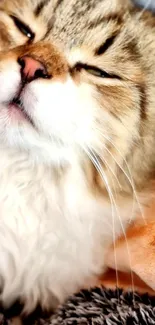 Adorable fluffy cat relaxing in bed.