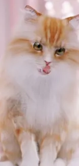 Fluffy orange and white cat on a soft, pink background.