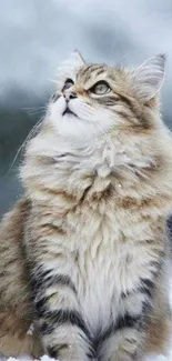 Fluffy cat sitting in snowy landscape, gazing upwards.