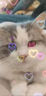 A fluffy gray and white cat resting on a soft couch.