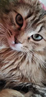 Adorable fluffy cat with green eyes on a cozy background.