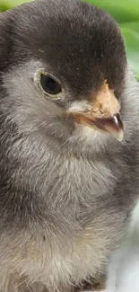 Fluffy gray chick with soft feathers, close-up view.