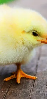 Adorable yellow chick on wooden background.