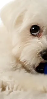 Adorable fluffy dog with a blue toy