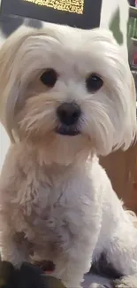 Charming portrait of a fluffy white dog sitting indoors.