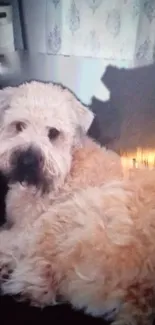 Cute fluffy beige dog resting comfortably in a cozy setting.