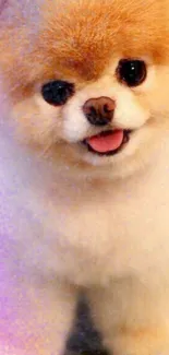 Cute Pomeranian dog with fluffy fur looking happy against a soft background.