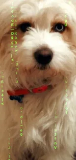 Fluffy white dog with red collar on a patterned rug.