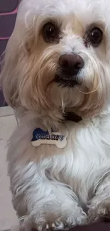 Cute fluffy white dog with a name tag, perfect wallpaper.