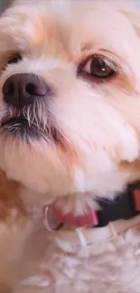 Adorable fluffy dog with white fur and a cute expression.