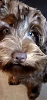 Adorable fluffy brown dog with captivating eyes.