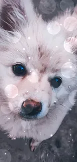 Adorable fluffy dog with dreamy light effect.