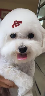 Adorable white fluffy dog with a stylish haircut poses for a cute wallpaper.