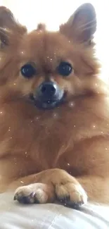 Adorable fluffy dog resting peacefully.