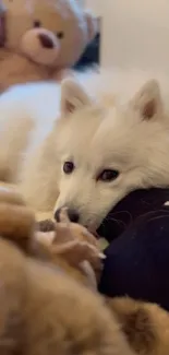 Fluffy white dog resting among soft teddy bears.