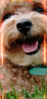 Adorable fluffy dog with fiery accents on grass.