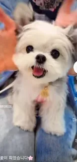 Adorable fluffy dog with playful expression and cute pose.