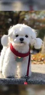 Adorable white fluffy dog with red leash outdoors.