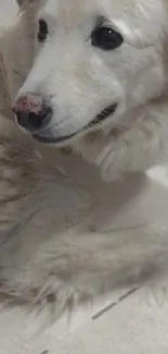 Adorable white fluffy dog lying comfortably indoors.