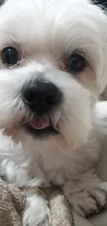 Cute fluffy white dog with large eyes.